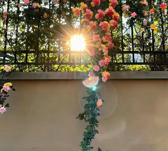 1716971679755981.jpeg 夏季花.jpg